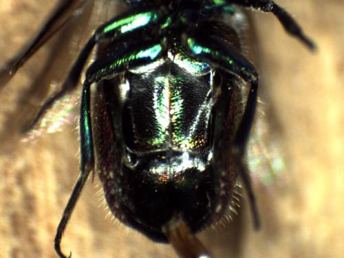 Réf. 297 160 : Chrysis interjecta